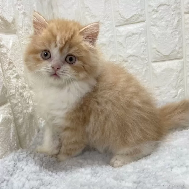 スコティッシュフォールド(立ち耳)【大阪府・男の子・2023年11月11日・レッドマッカレルタビー&amp;ホワイト】の写真1