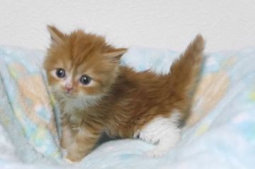 スコティッシュフォールド(立ち耳)【大阪府・女の子・2018年11月21日・レッド&ホワイト（セミロング）】の写真「とても可愛い女の子です。」