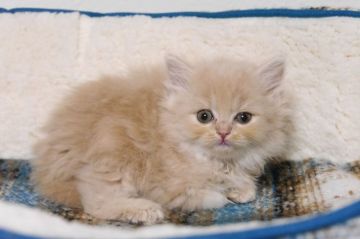 スコティッシュフォールド(立ち耳)【大阪府・女の子・2019年7月10日・クリ-ム（セミロング）】の写真「可愛い女の子です。
抱っこが大好きです。」