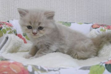 スコティッシュフォールド(立ち耳)【大阪府・男の子・2018年6月29日・クリ-ム（セミロング）】の写真「とても元気な男の子」