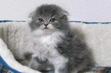 スコティッシュフォールド(折れ耳)【大阪府・男の子・2019年7月10日・ブル-マッカレルタビ-&ホワイト（セミロング）】の写真「元気な男の子。」