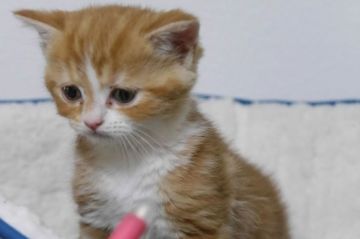 スコティッシュフォールド(立ち耳)【大阪府・男の子・2018年12月5日・レッド&ホワイト】の写真「とても元気な男の子」