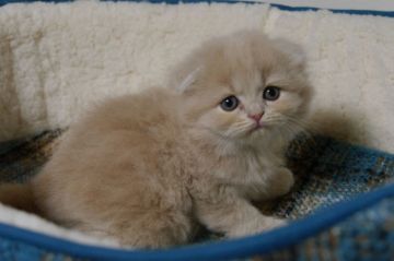 スコティッシュフォールド(折れ耳)【大阪府・女の子・2019年5月15日・クリ-ム（セミロング）】の写真「とっても可愛い女の子」