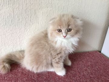 スコティッシュフォールド(折れ耳)【大阪府・女の子・2019年5月15日・クリームタビーアンドホワイト（ロング）】の写真「マフラーを巻いているようなエレガントな女の子」