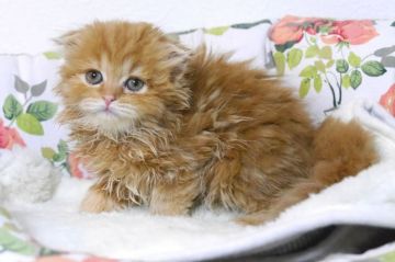 スコティッシュフォールド(折れ耳)【大阪府・女の子・2018年7月4日・レッドマッカレルタビ-（セミロング）】の写真「とても可愛い女の子です。」