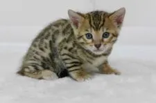 ベンガル【大阪府・女の子・2015年9月20日・ブラウンスポットタビ-】の写真1