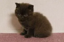 ブリティッシュショートヘア【大阪府・女の子・2020年10月25日・チョコレート】の写真1