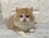 スコティッシュフォールド(立ち耳)【大阪府・男の子・2023年11月11日・レッドマッカレルタビー&ホワイト】の写真4