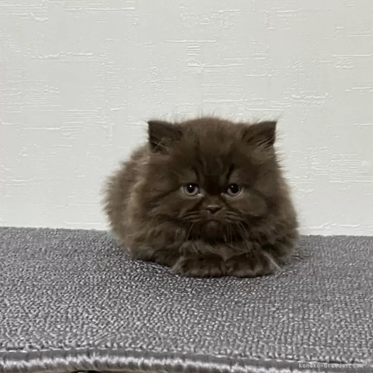 ID:2501-01994の子猫