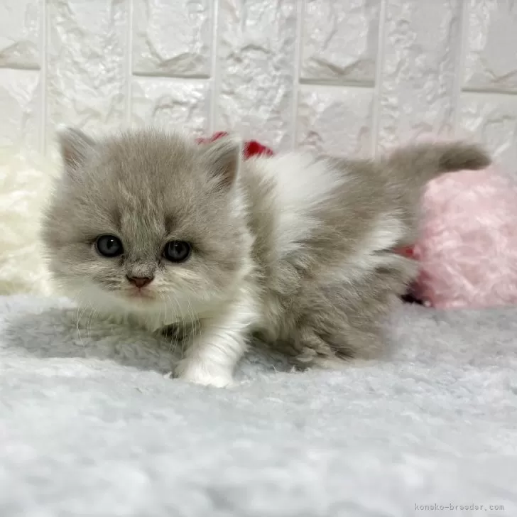 ブリティッシュロングヘア【大阪府・女の子・2025年9月20日・ライラック&amp;ホワイト】の写真1