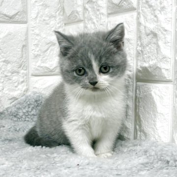 ブリティッシュショートヘア【大阪府・女の子・2025年9月25日・ブルーー&ホワイト】の写真「ふっくらなお顔」