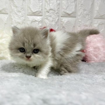 ブリティッシュロングヘア【大阪府・女の子・2025年9月20日・ライラック&ホワイト】の写真「つぶらな瞳」