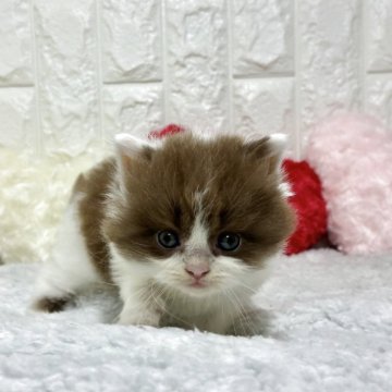 ブリティッシュロングヘア【大阪府・男の子・2025年9月20日・チョコレート&ホワイト】の写真「つぶらな瞳」