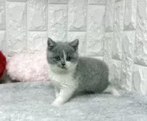 ブリティッシュショートヘア【大阪府・女の子・2025年9月25日・ブルーー&ホワイト】の写真2