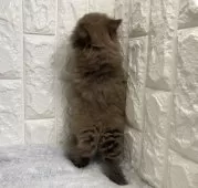 ブリティッシュロングヘア【大阪府・男の子・2025年2月28日・チョコレート】の写真3