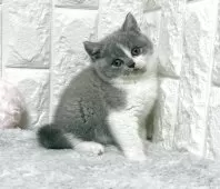 ブリティッシュショートヘア【大阪府・女の子・2025年9月25日・ブルーー&ホワイト】の写真5