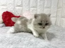 ブリティッシュロングヘア【大阪府・女の子・2025年9月20日・ライラック&ホワイト】の写真5