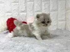 ブリティッシュロングヘア【大阪府・女の子・2025年9月20日・ライラック&ホワイト】の写真6