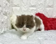 ブリティッシュロングヘア【大阪府・男の子・2025年9月20日・チョコレート&ホワイト】の写真6