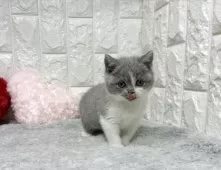 ブリティッシュショートヘア【大阪府・女の子・2025年9月25日・ブルーー&ホワイト】の写真7