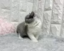 ブリティッシュショートヘア【大阪府・女の子・2025年9月25日・ブルーー&ホワイト】の写真8