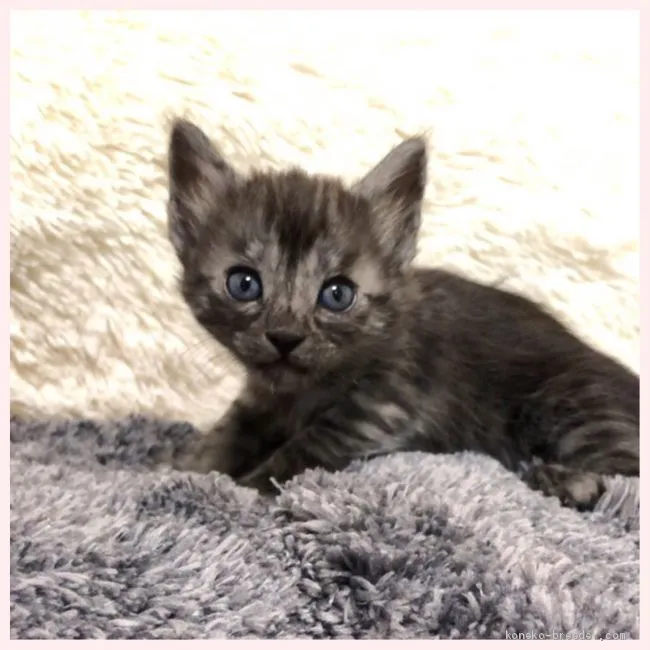 ID：2010-01701の子猫