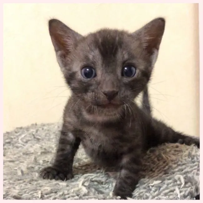 かわしまん 様のお迎えした子猫