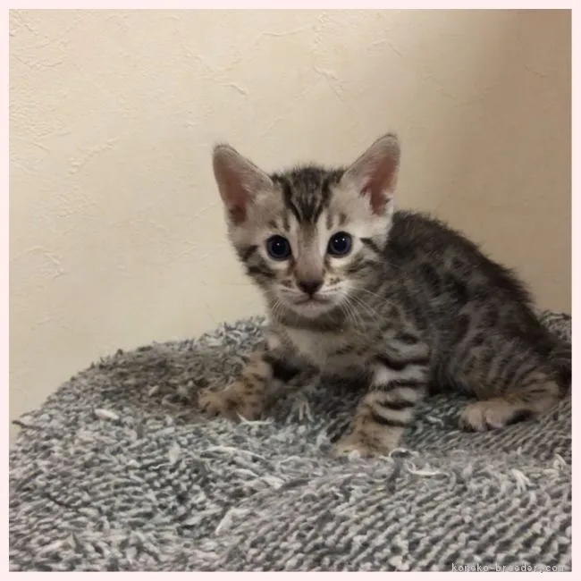 ID：1902-00589の子猫