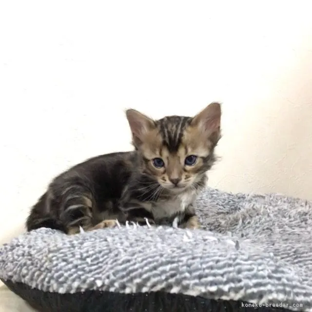 ID:1701-00074の子猫
