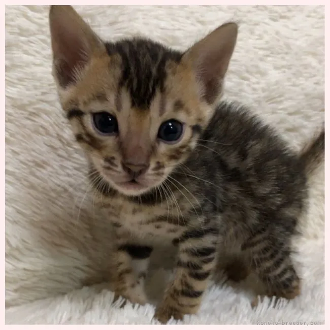 ID:2104-00917の子猫