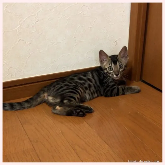 ちぇり 様のお迎えした子猫