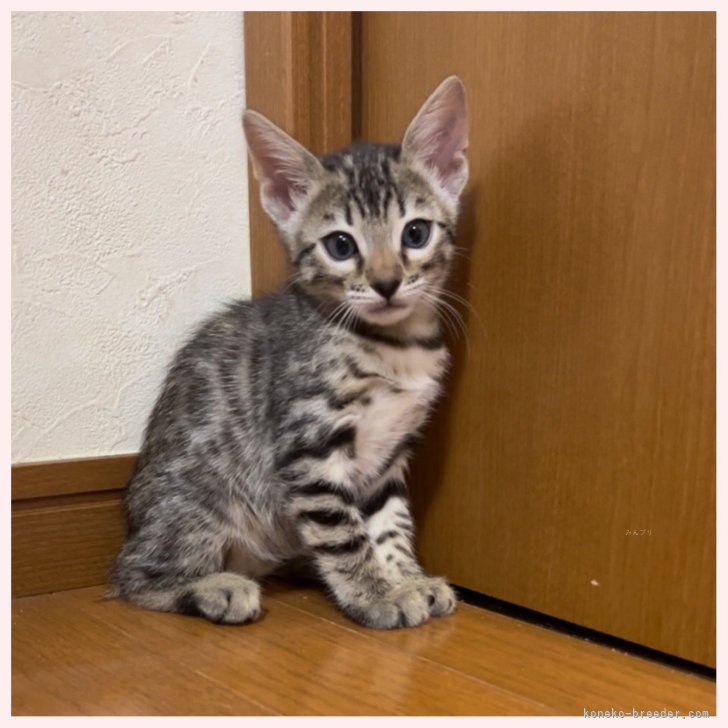 カズちゃん 様のお迎えした子猫