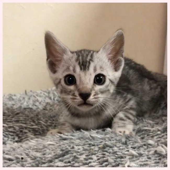 ID:1911-01679の子猫