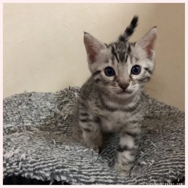 Kazuto 様のお迎えした子猫