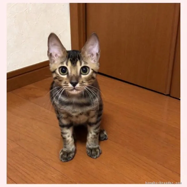 ID：1809-00599の子猫