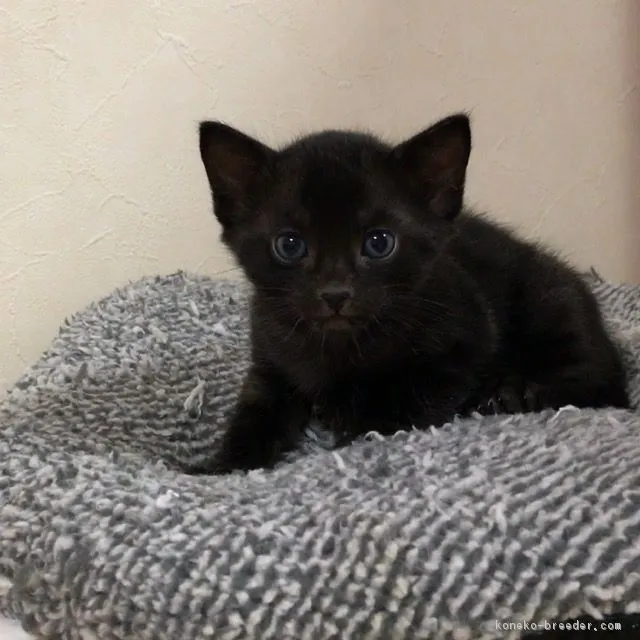 ID：1711-00925の子猫