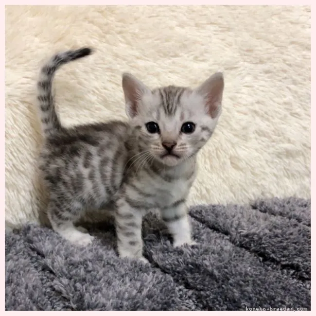 ID:2104-00931の子猫