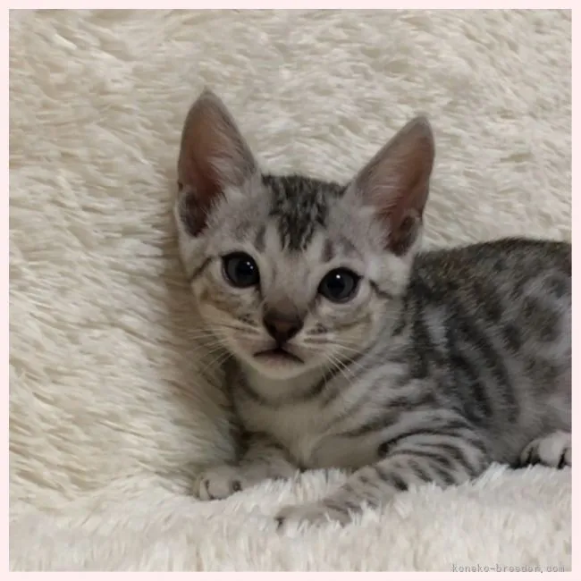 ID:2104-00928の子猫