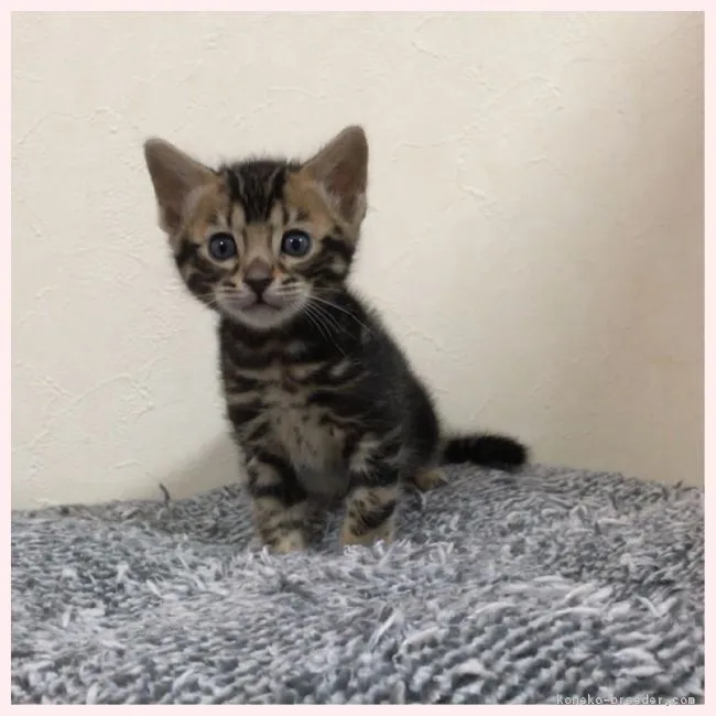 ID:1802-00610の子猫
