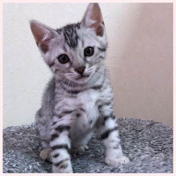 ベンガル【群馬県・男の子・2019年3月13日・シルバースポテッドタビー】の写真「人懐こくて可愛い男の子です。」