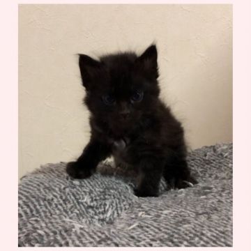 ベンガル【群馬県・男の子・2019年4月30日・メラニスティックスポテッドタビーロングヘア】の写真「平成最後の日に産まれた希少なロングヘア！」