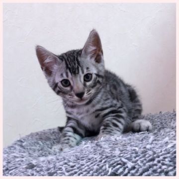 ベンガル【群馬県・男の子・2019年3月13日・シルバースポテッドタビー】の写真「人懐こい男の子です。」