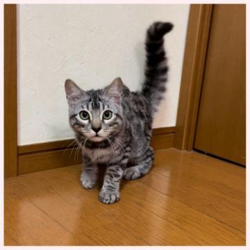 ベンガル【群馬県・男の子・2022年5月27日・シルバースポテッドタビー】の写真「5/27生まれ 男の子」