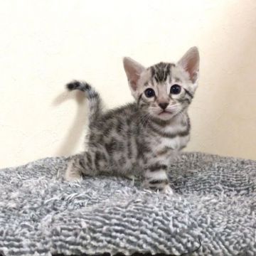 ベンガル【群馬県・女の子・2017年10月23日・シルバースポテッドタビー】の写真「愉快な子です。」