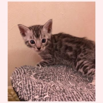 ベンガル【群馬県・男の子・2017年11月21日・シルバースポテッドタビー】の写真「よちよち歩きが可愛くてたまりません。」