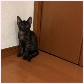 ベンガル【群馬県・男の子・2018年7月19日・メラニスティックスポテッドタビー】の写真「オータムセール！」
