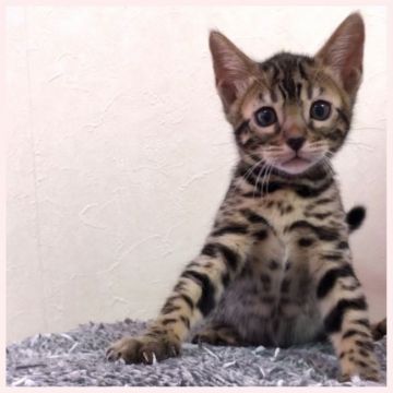 ベンガル【群馬県・女の子・2019年3月13日・ブラウンスポテッドタビー】の写真「人懐こい女の子です。」