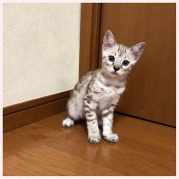 ベンガル【群馬県・女の子・2022年5月30日・シールミンクスポテッドタビー】の写真「5/30生まれ 女の子。」