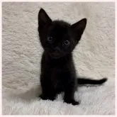 ベンガル【群馬県・女の子・2023年10月16日・メラニスティックスポテッドタビー】の写真1