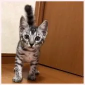 ベンガル【群馬県・男の子・2018年7月19日・シルバースポテッドタビー】の写真1